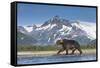 Brown Bear, Katmai National Park, Alaska-null-Framed Stretched Canvas