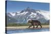 Brown Bear, Katmai National Park, Alaska-null-Stretched Canvas