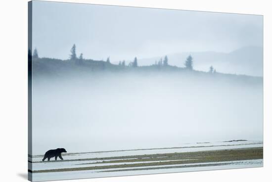 Brown Bear, Katmai National Park, Alaska-null-Stretched Canvas