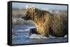 Brown Bear, Katmai National Park, Alaska-null-Framed Stretched Canvas