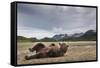 Brown Bear, Katmai National Park, Alaska-null-Framed Stretched Canvas