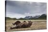 Brown Bear, Katmai National Park, Alaska-null-Stretched Canvas