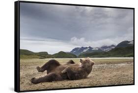 Brown Bear, Katmai National Park, Alaska-null-Framed Stretched Canvas