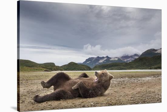 Brown Bear, Katmai National Park, Alaska-null-Stretched Canvas