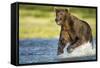 Brown Bear, Katmai National Park, Alaska-null-Framed Stretched Canvas