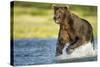 Brown Bear, Katmai National Park, Alaska-null-Stretched Canvas