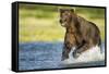 Brown Bear, Katmai National Park, Alaska-null-Framed Stretched Canvas