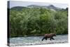 Brown Bear, Katmai National Park, Alaska-Paul Souders-Stretched Canvas