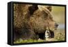 Brown Bear, Katmai National Park, Alaska-Paul Souders-Framed Stretched Canvas