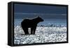 Brown Bear, Katmai National Park, Alaska-Paul Souders-Framed Stretched Canvas