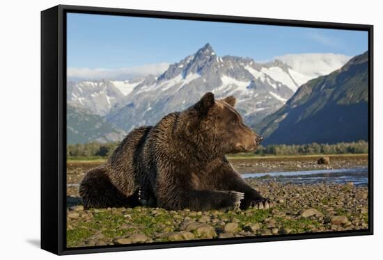 Brown Bear, Katmai National Park, Alaska-Paul Souders-Framed Stretched Canvas