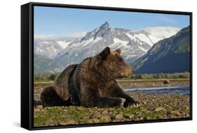 Brown Bear, Katmai National Park, Alaska-Paul Souders-Framed Stretched Canvas