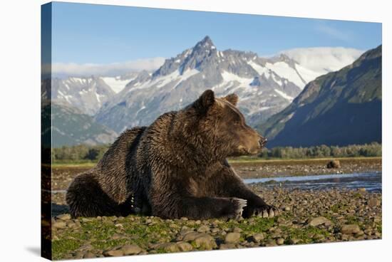 Brown Bear, Katmai National Park, Alaska-Paul Souders-Stretched Canvas