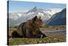 Brown Bear, Katmai National Park, Alaska-Paul Souders-Stretched Canvas