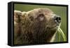 Brown Bear, Katmai National Park, Alaska-Paul Souders-Framed Stretched Canvas