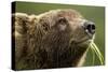 Brown Bear, Katmai National Park, Alaska-Paul Souders-Stretched Canvas