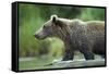 Brown Bear, Katmai National Park, Alaska-Paul Souders-Framed Stretched Canvas