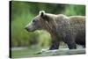 Brown Bear, Katmai National Park, Alaska-Paul Souders-Stretched Canvas