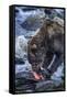 Brown Bear, Katmai National Park, Alaska-Paul Souders-Framed Stretched Canvas