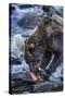 Brown Bear, Katmai National Park, Alaska-Paul Souders-Stretched Canvas