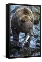 Brown Bear, Katmai National Park, Alaska-Paul Souders-Framed Stretched Canvas