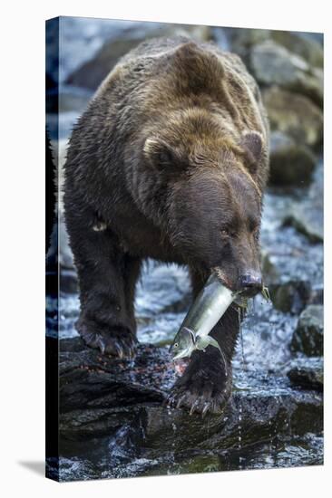 Brown Bear, Katmai National Park, Alaska-Paul Souders-Stretched Canvas