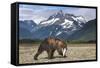 Brown Bear, Katmai National Park, Alaska-Paul Souders-Framed Stretched Canvas