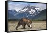 Brown Bear, Katmai National Park, Alaska-Paul Souders-Framed Stretched Canvas