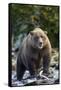 Brown Bear, Katmai National Park, Alaska-Paul Souders-Framed Stretched Canvas