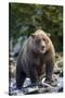 Brown Bear, Katmai National Park, Alaska-Paul Souders-Stretched Canvas