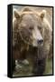 Brown Bear, Katmai National Park, Alaska-Paul Souders-Framed Stretched Canvas