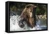 Brown Bear, Katmai National Park, Alaska-Paul Souders-Framed Stretched Canvas