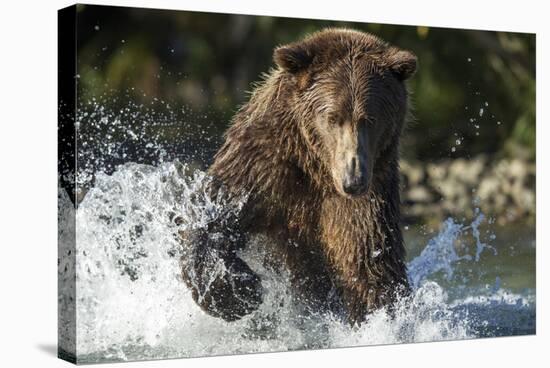 Brown Bear, Katmai National Park, Alaska-Paul Souders-Stretched Canvas