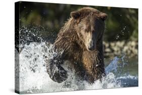 Brown Bear, Katmai National Park, Alaska-Paul Souders-Stretched Canvas