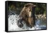 Brown Bear, Katmai National Park, Alaska-Paul Souders-Framed Stretched Canvas