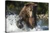 Brown Bear, Katmai National Park, Alaska-Paul Souders-Stretched Canvas