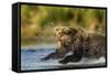 Brown Bear, Katmai National Park, Alaska-Paul Souders-Framed Stretched Canvas