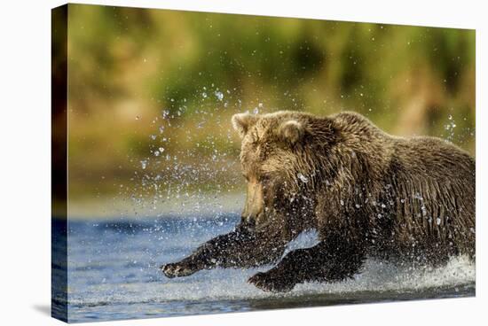 Brown Bear, Katmai National Park, Alaska-Paul Souders-Stretched Canvas