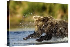 Brown Bear, Katmai National Park, Alaska-Paul Souders-Stretched Canvas