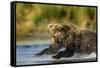 Brown Bear, Katmai National Park, Alaska-Paul Souders-Framed Stretched Canvas