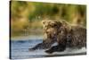 Brown Bear, Katmai National Park, Alaska-Paul Souders-Stretched Canvas