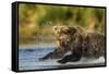 Brown Bear, Katmai National Park, Alaska-Paul Souders-Framed Stretched Canvas