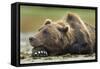 Brown Bear, Katmai National Park, Alaska-Paul Souders-Framed Stretched Canvas