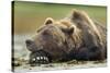 Brown Bear, Katmai National Park, Alaska-Paul Souders-Stretched Canvas