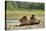 Brown Bear, Katmai National Park, Alaska-Paul Souders-Stretched Canvas