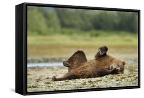 Brown Bear, Katmai National Park, Alaska-Paul Souders-Framed Stretched Canvas