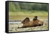 Brown Bear, Katmai National Park, Alaska-Paul Souders-Framed Stretched Canvas