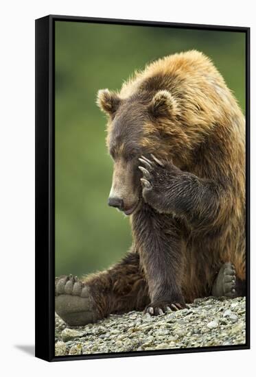 Brown Bear, Katmai National Park, Alaska-Paul Souders-Framed Stretched Canvas