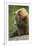 Brown Bear, Katmai National Park, Alaska-Paul Souders-Framed Premium Photographic Print