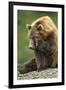 Brown Bear, Katmai National Park, Alaska-Paul Souders-Framed Premium Photographic Print